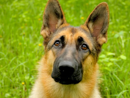 Pretty german shepherd dog - pet, animal, geman shepherd, dog, grass, puppy, friend