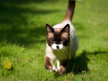 The cat walks in the grass - kitten, pet, cat, sweet, feline, grass