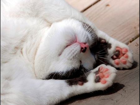 Sweet paws - kitten, pet, cat, sweet, feline, paw, sleep