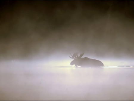 FOG - moose, foggy, animals, photography