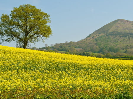 Field - flower, hill, field, tree, nature