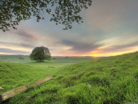 Sunset is near - nature, tree, field, sunset, flower