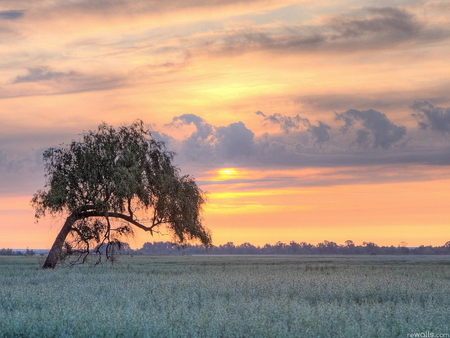 Sunset - flower, field, tree, sunset, nature, grass