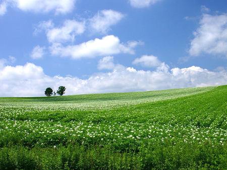 Spring is coming.. - cloud, sky, flower, field, tree, nature