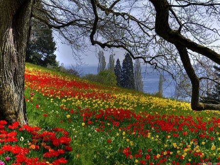 Spring field - nature, red, tree, field, flower