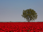 Red field