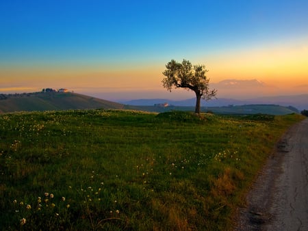 Rainbow sky - field, flower, tree, nature