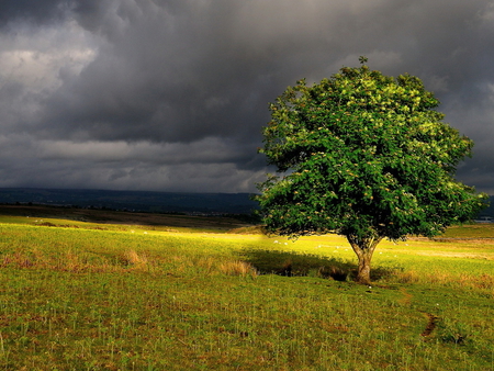 The tree of life - nature, tree, field, grass