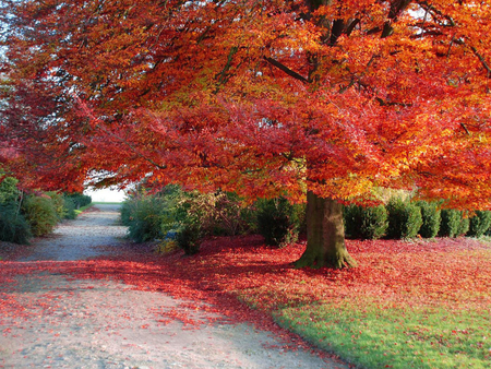 Autumn - path, tree, nature, autumn