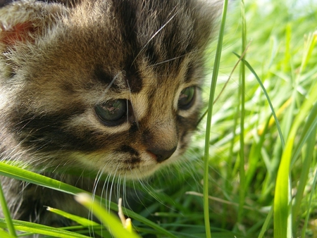 Sweet kitten in grass - baby, kitten, cat, feline, grass