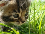 Sweet kitten in grass