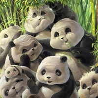 CHUBBY PANDAS