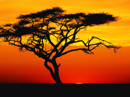 Fire sunset - sky, orange, tree, sunset, nature