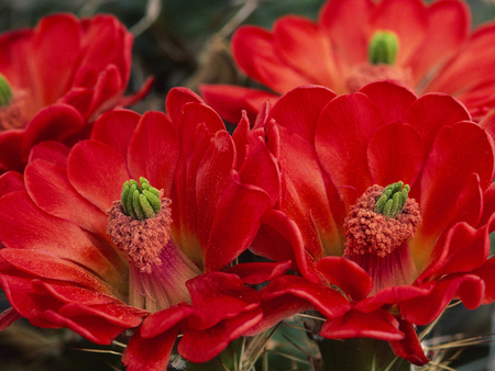 Red flowers - red, flower, nature, petal