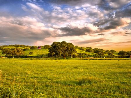 Field - field, sky, tree, nature