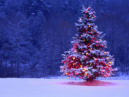 Christmas tree - christmas, winter, nature, holiday, snow, tree