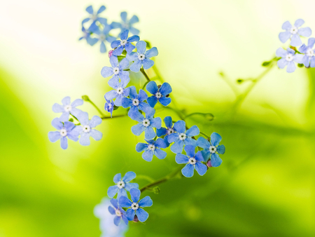 Soft nature - delicate, nature, blue, forest, flower