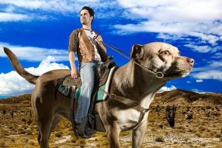 Dog Rider - picture, funny, rider, dog