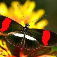 Longwing