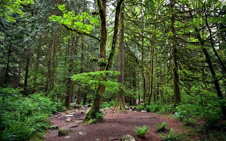 shades-of-green - forest, trees, nature, outdoors