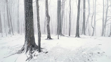 Tennessee Snow - snow, trees, winter, forest