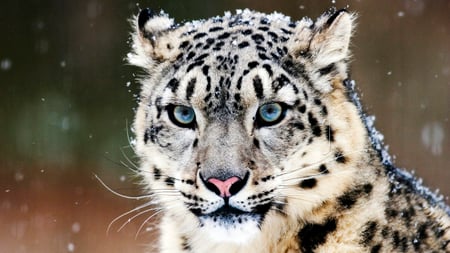 Snow Leopard