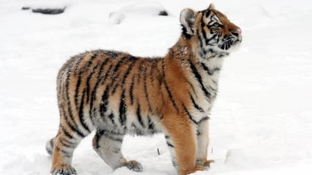 Snow Baby - snow, tiger, animals, cat