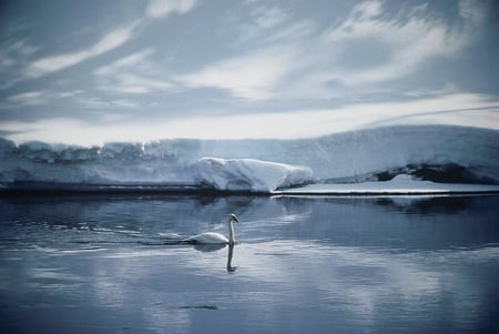 Icy Beauty - snow, lake, winter, swan