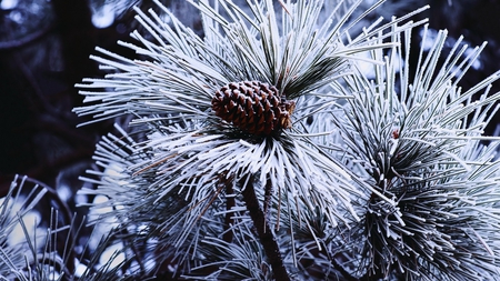 Fir Flower - cone, winter, evergreen, snow