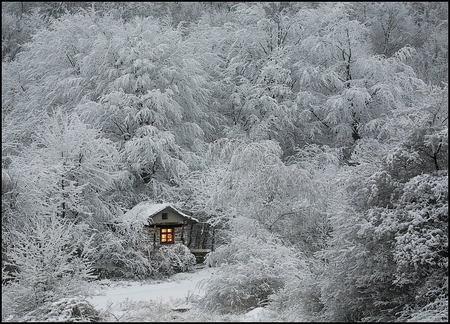 Snug Harbour - forest, trees, snow, winter, house