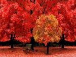 Red trees