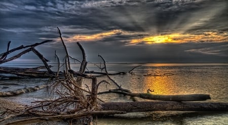 Sunset - nature, beach, sunset, branch