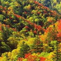 Autumn Forest