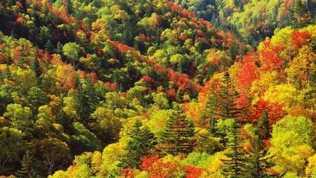 Autumn Forest - trees, hills, landscape, forest, leaves, mounts, season, autumn, view, jungle, mountains