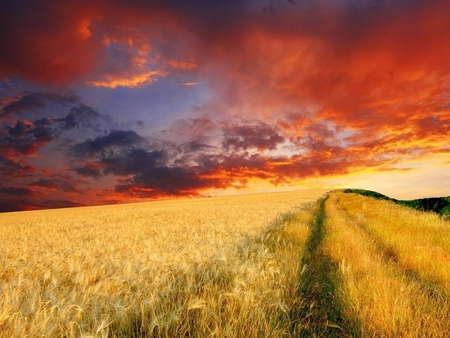 Sunset fields - field, sky, nature, sunset