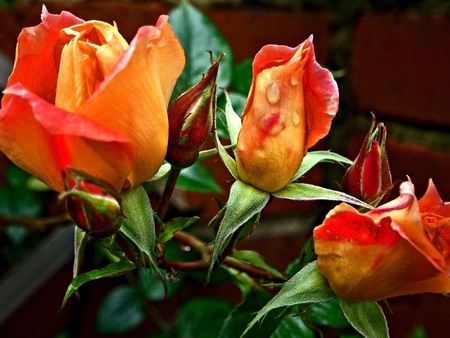 Pretty roses - flower, nature, rose, petal