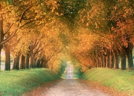 Autumn - nature, autumn, trees, road