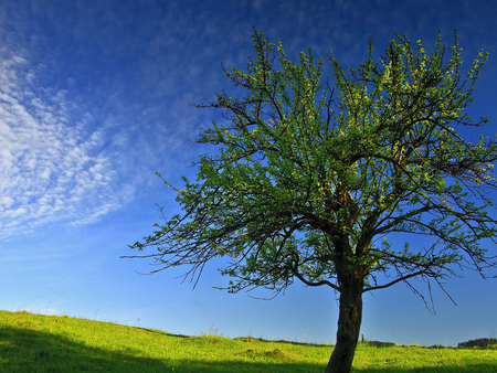 Tree - sky, field, tree, nature, blue