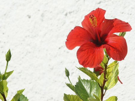 Ibiscus - red, ibiscus, flower, nature