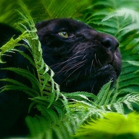 Black panter