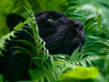 Black panter - black, panter, feline, jungle, grass, wildlife