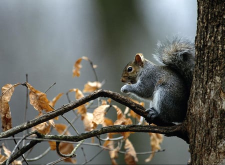 Eating its lunch - season, autumn, squirrel, branch, pic, image, leaf, food, tree, photograph, lunch, wallpaper, picture, nature, eat, wall, eating, animal, leaves, photo