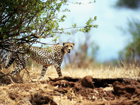 The shot - cheetah, image, eyes, photo, tree, photograph, looking, animal, nature, shot, picture, look, wall, wild, wallpaper