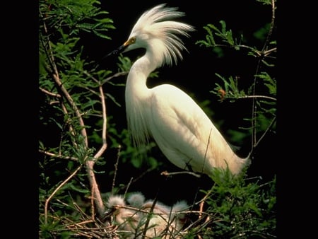 Beautiful offspring - bird, pic, birds, image, beautiful, photo, tree, photograph, white, nature, picture, wall, animals, newborns, offspring, wallpaper