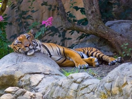 Blissful Siesta - wild zoo, sleepinanimal, sleep, mammal, rest, pink flowers, tiger