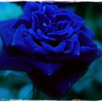 Eternal Blue  Rose