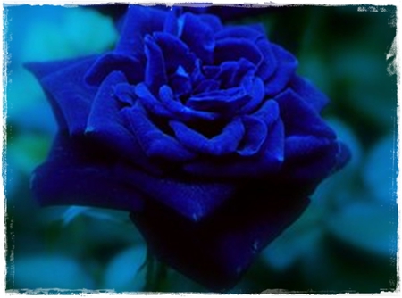 Eternal Blue  Rose - blue, trandafir, rose, albastru, eternal