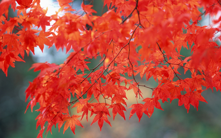 Red Autumn - nature, autumn, red, tree, leaf