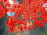 Red Autumn