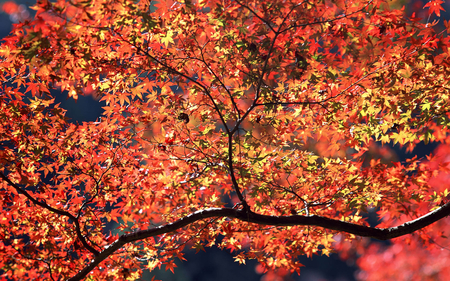 Red Autumn 2 - nature, autumn, red, tree, leaf